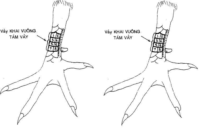 Cần chú ý một số điều khi xem vảy gà đá